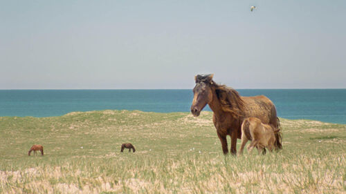 Geographies of Solitude - IVN goes to the movies