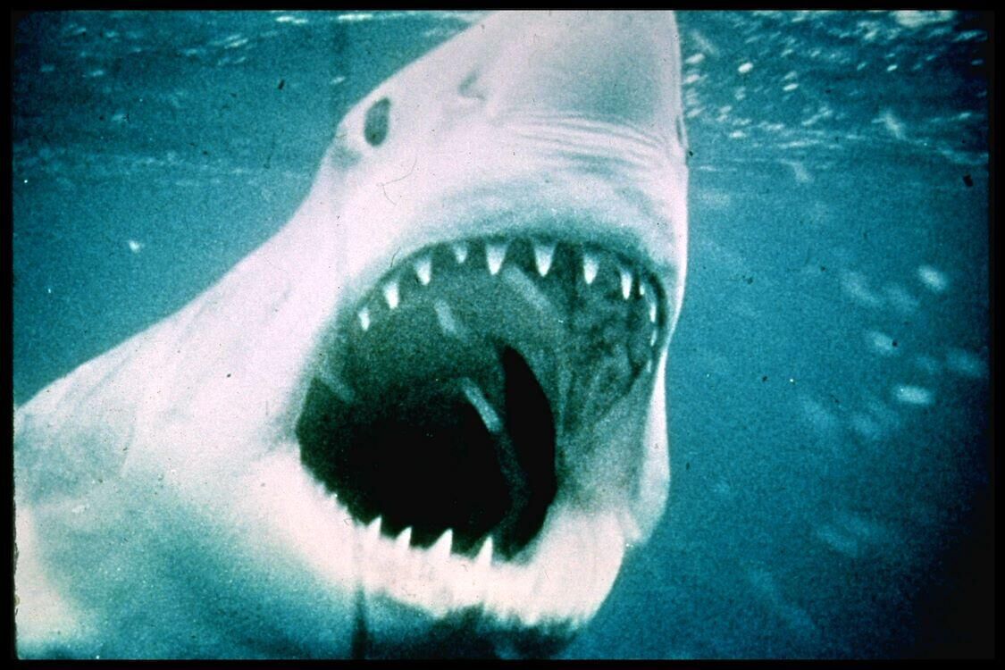 Jaws (50th Anniversary re-issue)