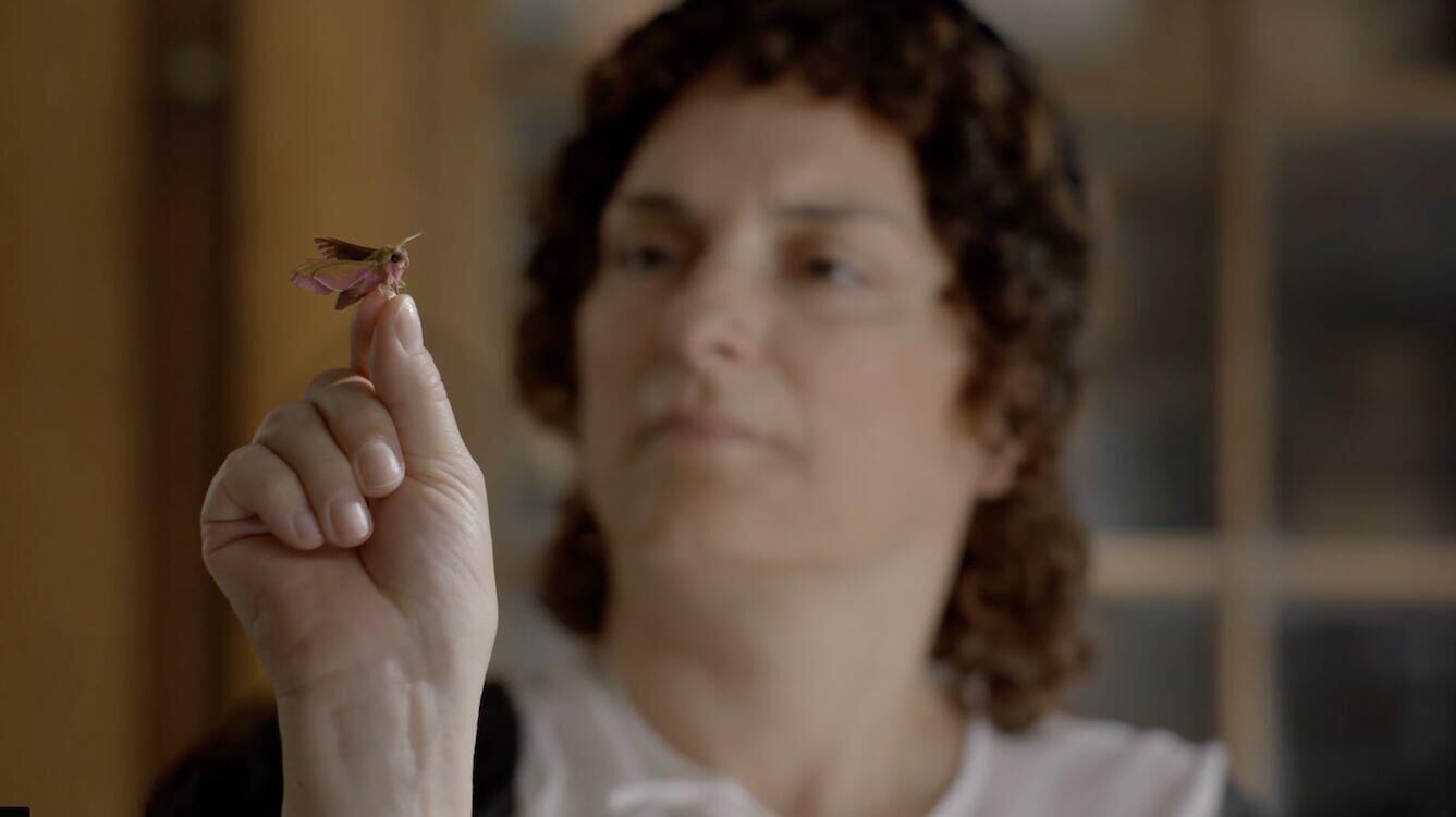 Metamorfose
