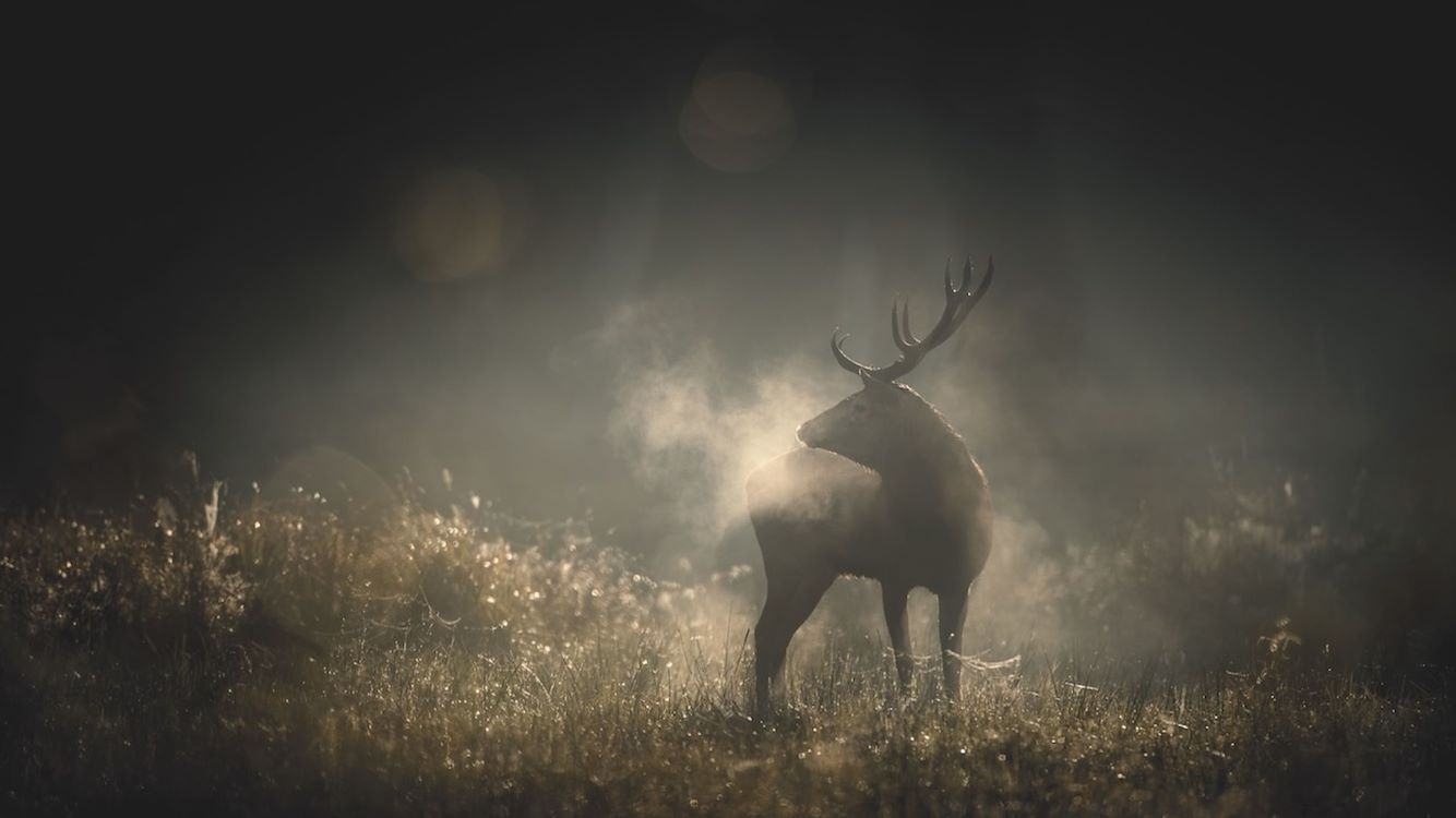 Natuur: Whispers in the Woods