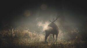 Natuur: Whispers in the Woods