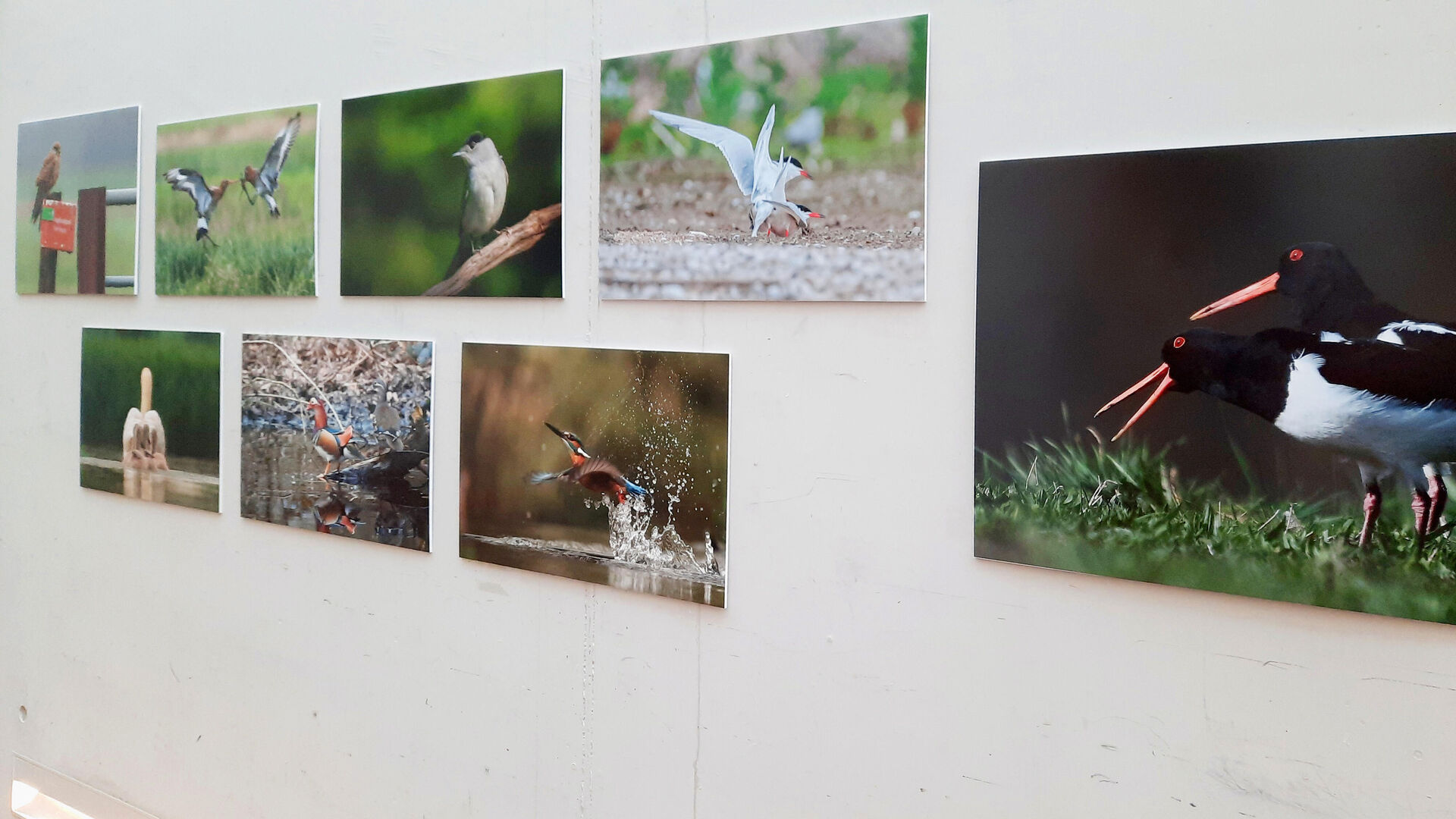 Natuurfoto’s van IVN-fotografen 