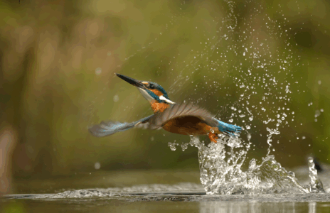 Nu in de Lichtstraat: natuurfoto's IVM Helmond