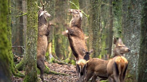 Onze Natuur, het Wilde België - IVN goes to the movies